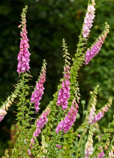 Nature, growth and flowers with foxglove for gardening,...