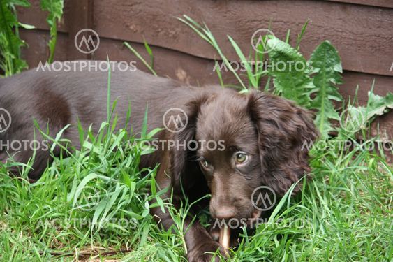 small working cocker spaniel