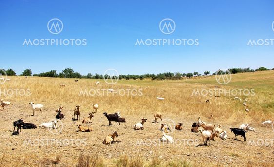 domestic goats on a field