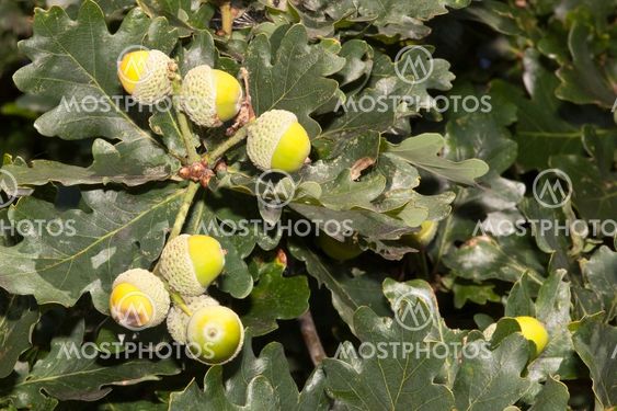 acorns and oak leaves