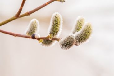 Nature awakes in spring. Blooming willow twigs and furry...