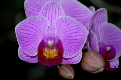 Orkidé 2