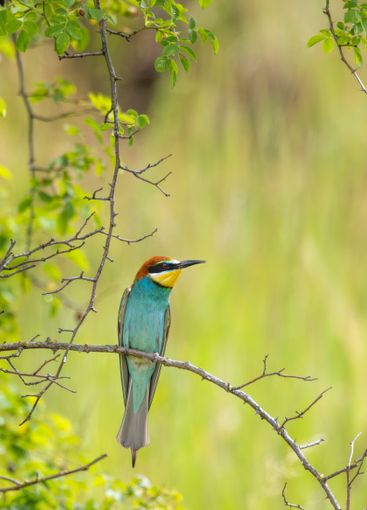 European bee-eater, Merops apiaster, Palava, Southern...