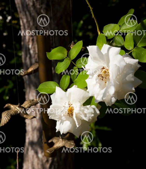 Rose and wind chime