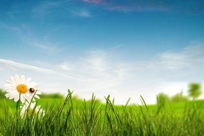 Beauty summer day on the meadow, environmental backgrounds