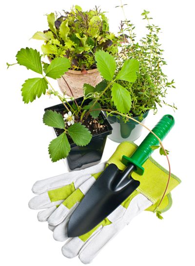 Gardening tools and plants