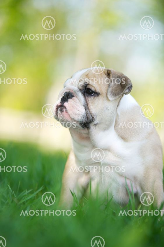 Cute english bulldog puppy outdoors