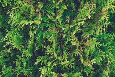 Close-up of junipers tree branch background