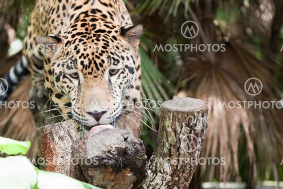 Jaguar Eating a Treat