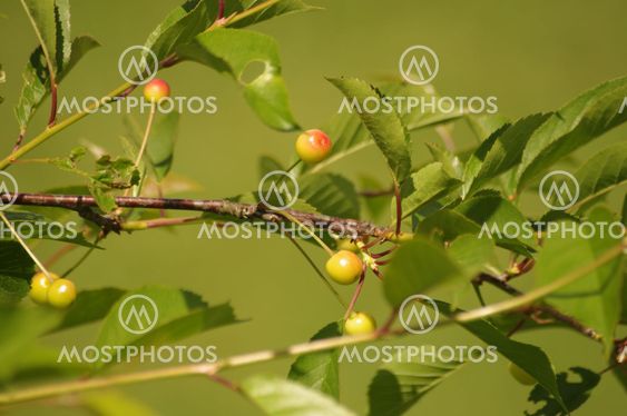 cherries on a tree branch