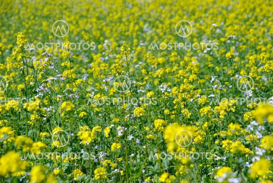 Oilseed canola field