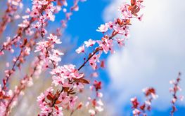 Blooming pink cherry blossoms against clear blue sky in...
