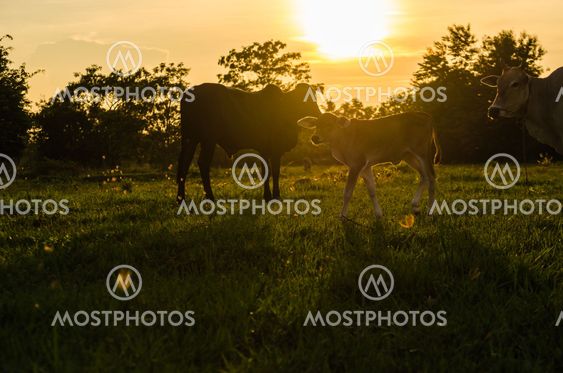 Cow and grass