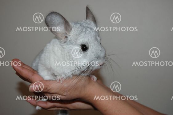 Baby chinchilla