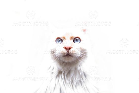 White Cat