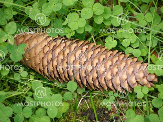 Pine cone in the clover