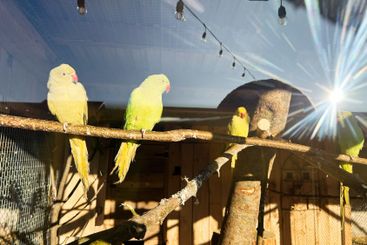Bright sunlight illuminates green parrots perched on...