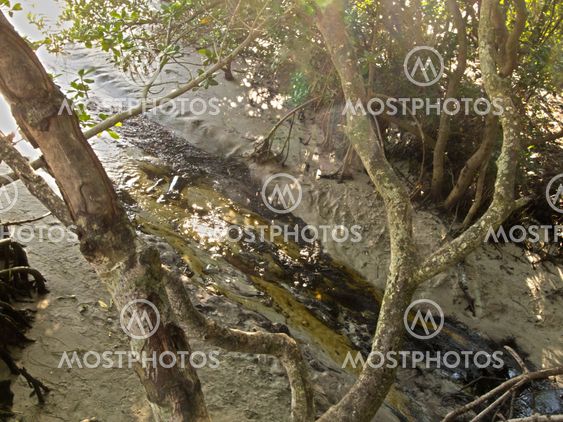 Reiverlet through the mangroves.