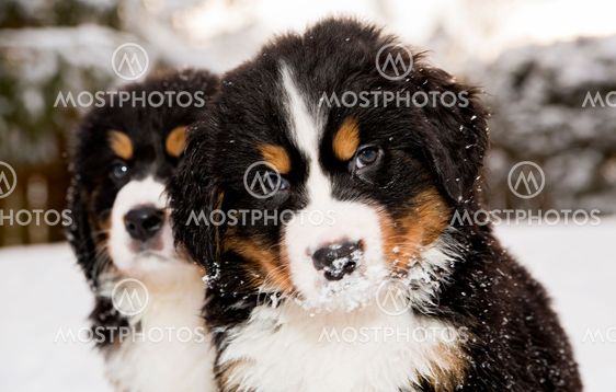 Bernese mountain dog puppest looking at camera