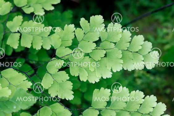 Fern plants cover the ground of the natural forest