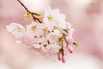Detail macro photo of japanese cherry blossom flowers