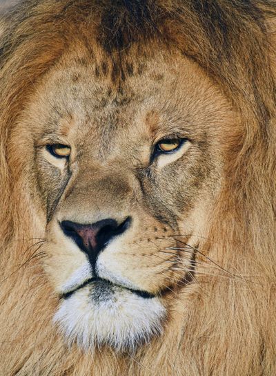 Close up portrait of male African lion