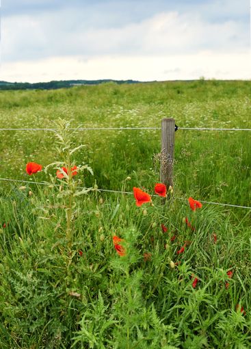 Flowers, garden and poppies in spring or season in...