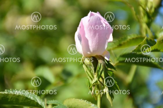 Beautiful wildrose bud