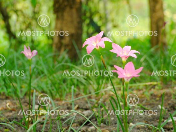 Rain Lily (Zephyranthes rosea) blooming