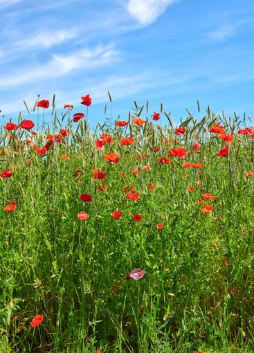 Poppies, outdoor meadow and natural peace in...