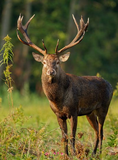 Vertical close-up of red deer stag standing on a glade in...