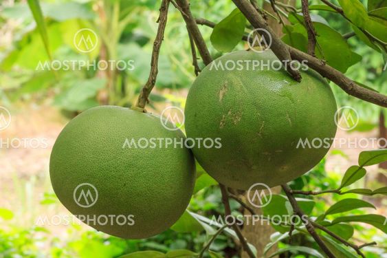 grapefruit on tree