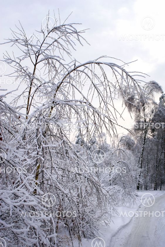 Winter Forest.