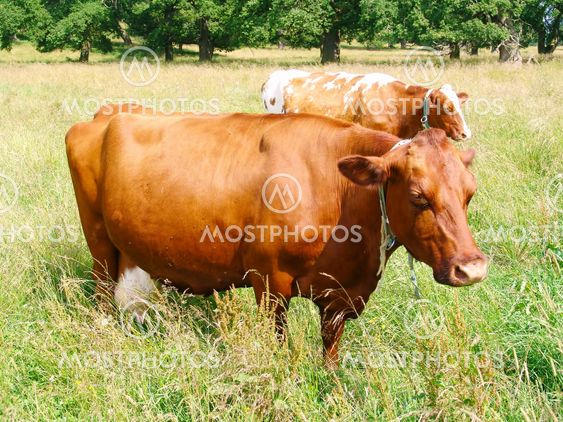 cow