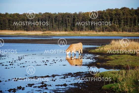 Cow drinking water
