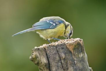 Bird, sparrow and eating in nature for ecology,...