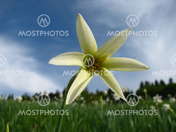Narcissus