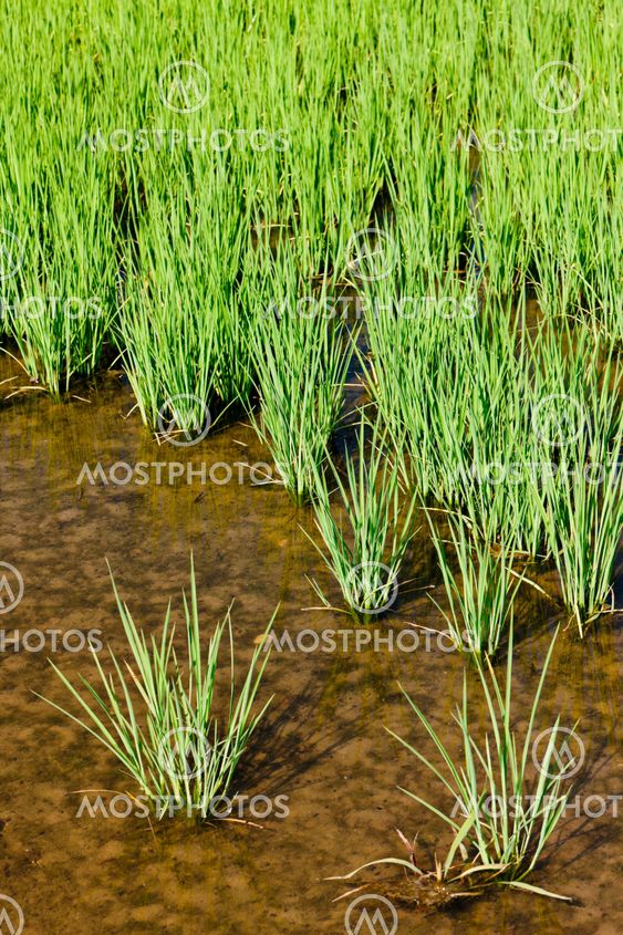 rice field, Piedmont, Italy