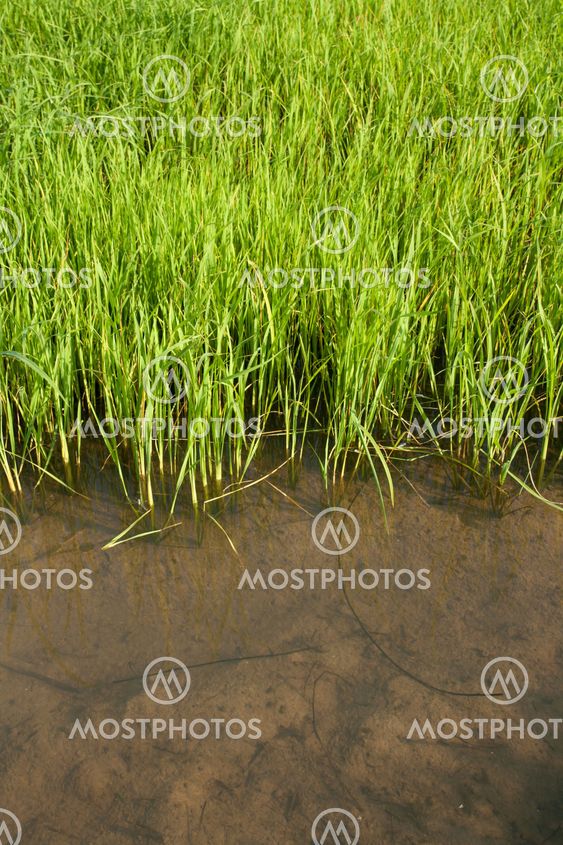 Seedlings of rice growing in paddy fields with water