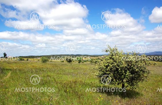 Landscape of alentejo field, Portugal