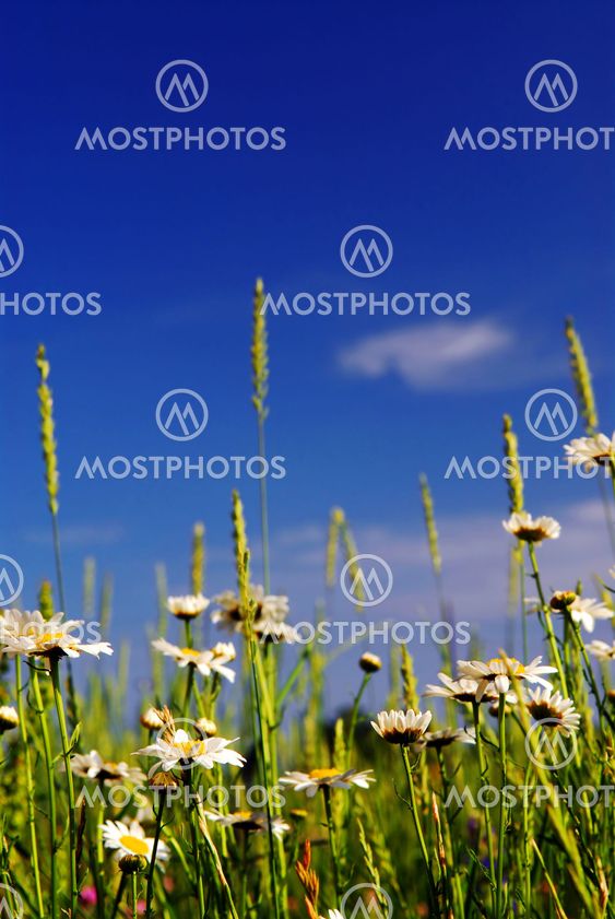 Summer meadow