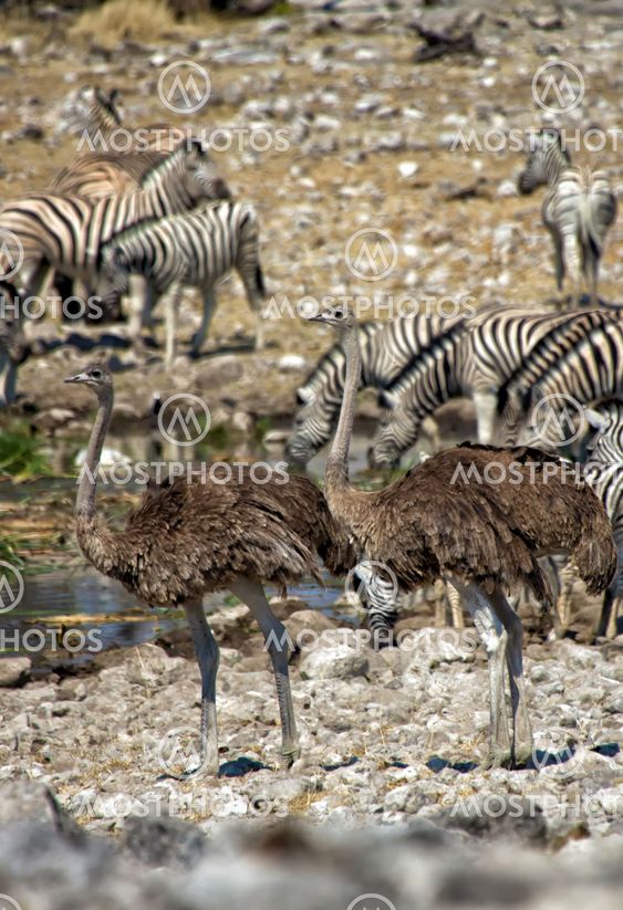 two ostrich near a waterhole in etosha national park namibia