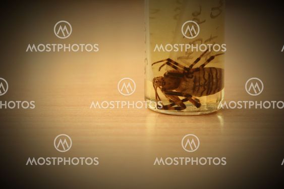Argiope Bruennichi