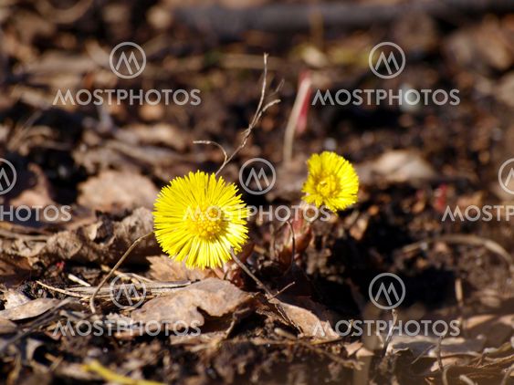 Coltsfoot