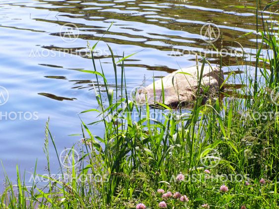 Overgrown with grass lake