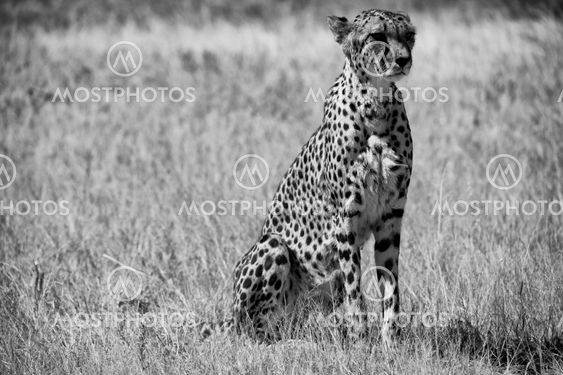 a cheetah in white and black at etosha national park namibia africa