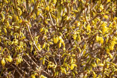 Yellow blossoms of forsythia