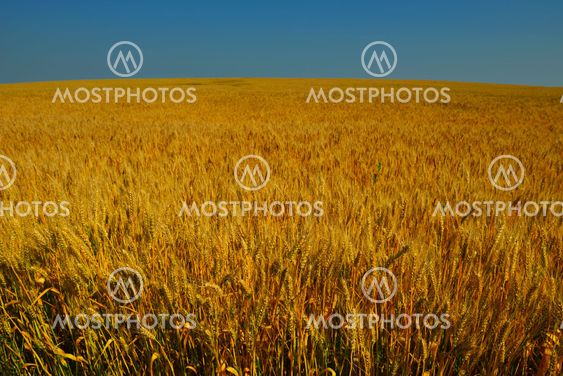 wheat field with blue sky in background