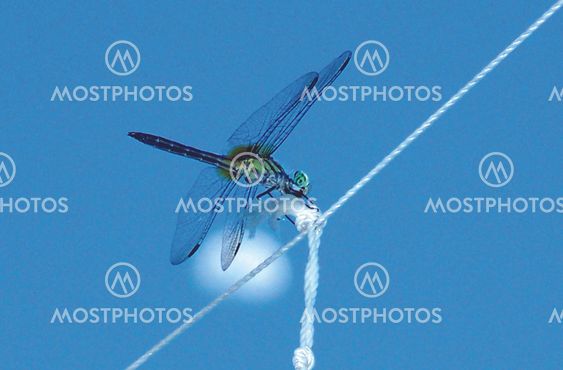 To hot to fly