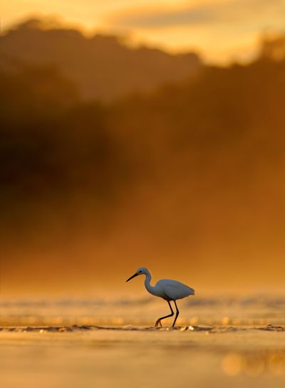 Snowy Egret, Egretta thula, in the nature coast habitat,...
